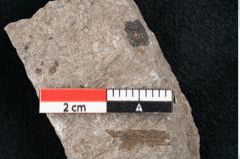 Foto (Detailansicht) von Puccinites zosterae Ettingshausen (NHMW-GEO-2024-0188-6628)